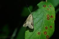 Schrankia costaestrigalis