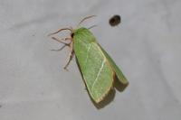 Pseudoips prasinanus