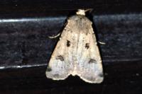 Agrotis trux