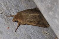 Helicoverpa armigera