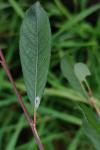 Phyllocnistis ramulicola