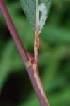 Phyllocnistis ramulicola