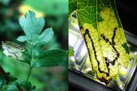 Stigmella hybnerella