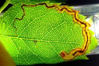 Stigmella anomalella