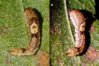 Cilix glaucata/hispanica