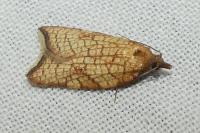 Acleris rhombana
