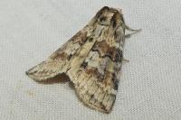 Cymatophorina diluta