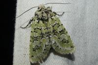 Griposia aprilina