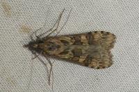 Nomophila noctuella