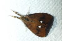Orgyia antiqua