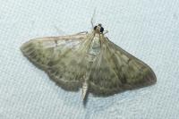 Patania ruralis