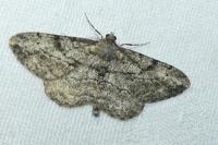 Peribatodes rhomboidaria