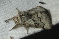 Trichiura crataegi