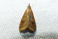 Udea ferrugalis