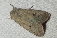 Xestia castanea