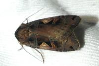Xestia c-nigrum