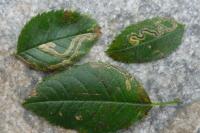 Stigmella anomalella