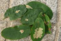 Parectopa robiniella