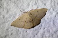 Cyclophora puppillaria