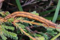 Ematurga atomaria