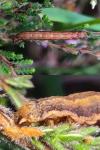 Ematurga atomaria