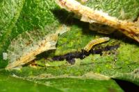 Phyllonorycter corylifoliella