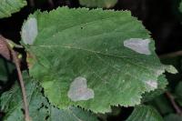 Phyllonorycter coryli