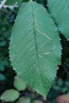Lyonetia clerkella