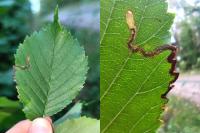 Stigmella ulmivora