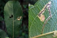 Stigmella salicis