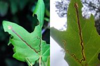 Stigmella aceris