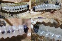 Antispila petryi