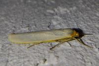 Eilema caniola