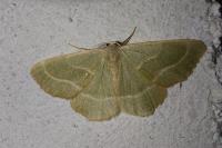 Hylaea fasciaria