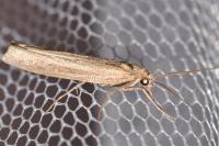 Pediasia contaminella