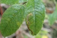 Stigmella centifoliella