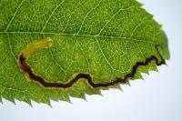 Stigmella centifoliella