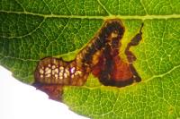 Stigmella salicis