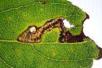Stigmella salicis