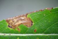 Stigmella obliquella