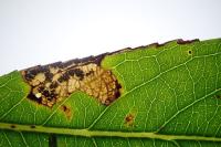 Stigmella obliquella