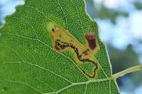 Stigmella trimaculella