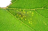 Phyllonorycter rajella