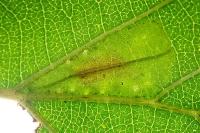 Phyllonorycter rajella