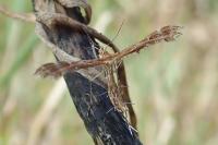 Oxyptilus