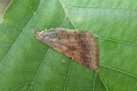 Helicoverpa armigera