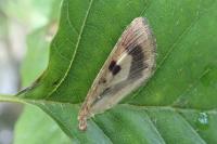 Helicoverpa armigera