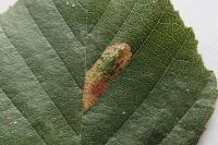 Phyllonorycter rajella