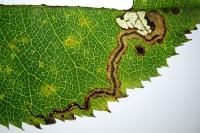 Stigmella centifoliella