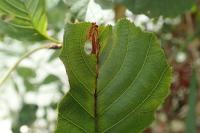 Heliozela resplendella
